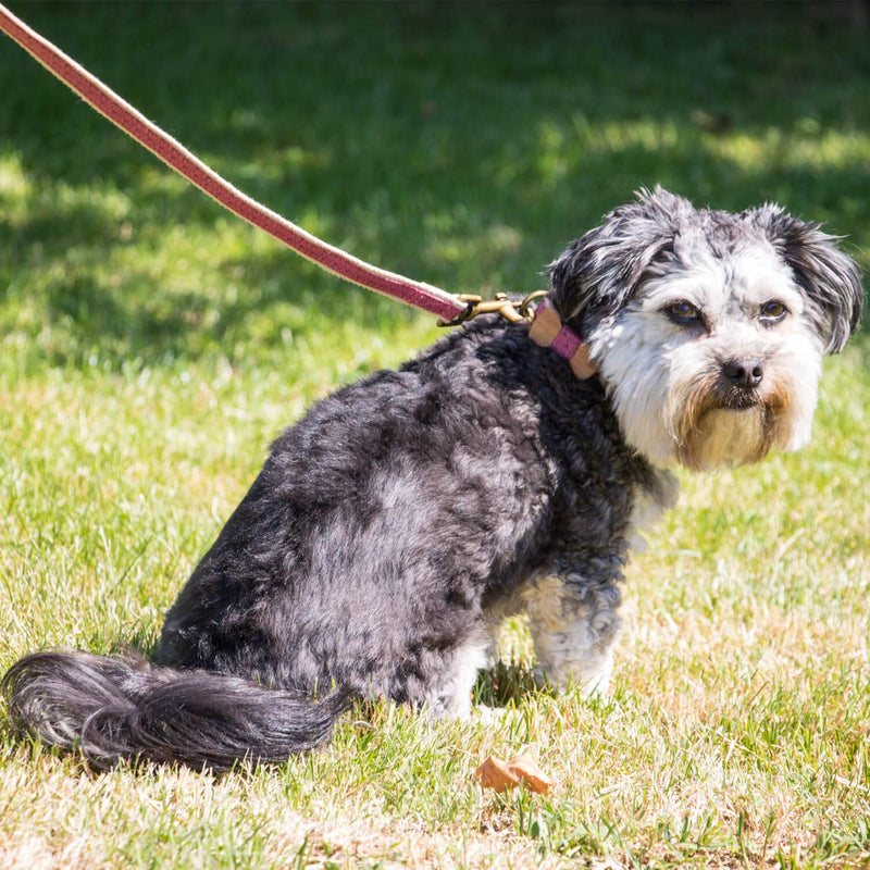 [Australia] - Pettsie Leash Dog Pet Made from Sturdy Durable Hemp, 5 Ft Long, Double Layer for Safety and Padded Handle for Extra Comfort and Control, Gift Box Included S Pink 