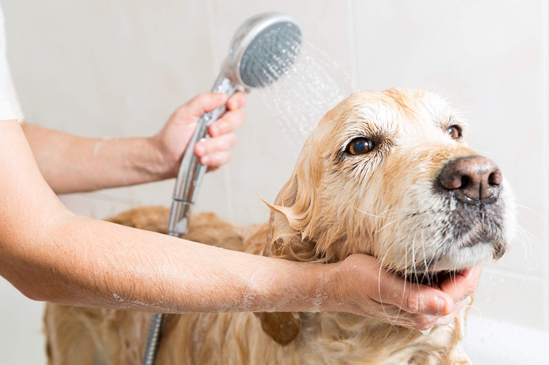 GROOM - Bathe your pet in ONLY 5 minutes! Eliminates Odor Instantly! Relieves Itch Instantly! Natural Hypoallergenic Dog Shampoo, pH Neutral, No Suds, No Chemicals, No Tears! For all Pets, Dogs, Puppies, Cats & Horses - 12 Bathing Tablets + Shower head - PawsPlanet Australia