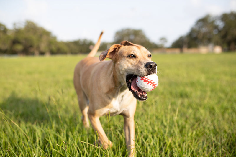 Nerf Dog Mega Strength Sports Balls Toy, Medium, Pack of 4 - PawsPlanet Australia