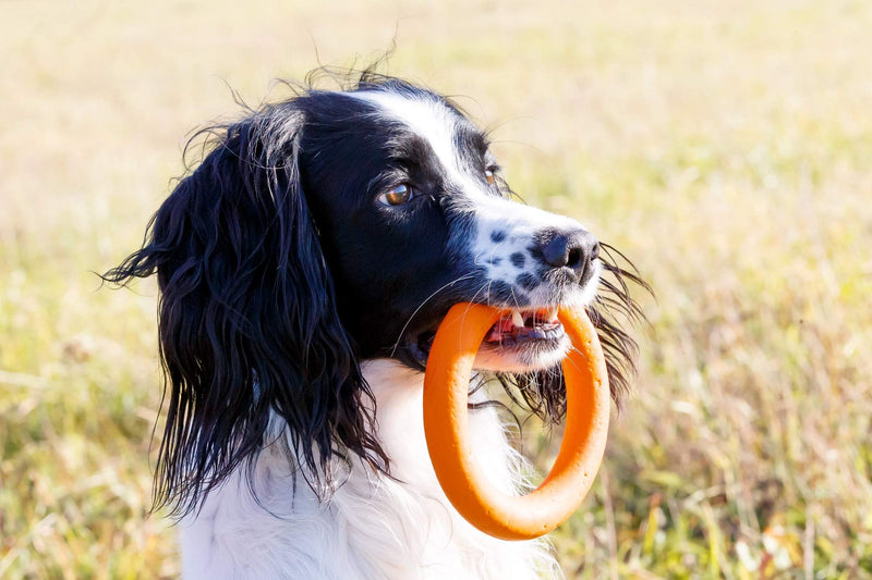 PlayfulSpirit Durable Rubber Ring Dog Toy, Chew Toy for Puppies and Dogs, size L L (1 Count) Orange - PawsPlanet Australia