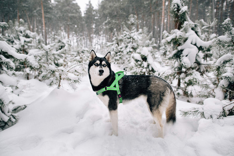 [Australia] - WIGZI Weatherproof All Conditions Reflective Padded Harness with Adjustable Neck and Chest Durable - EZ ON/OFF NO STEP IN Medium Blue 