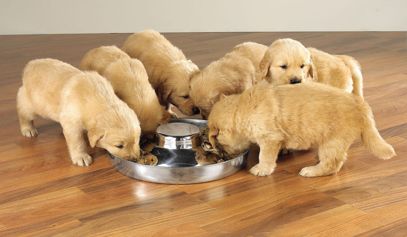 [Australia] - Pro Select ProSelect Stainless Steel Puppy Dish 11-Inch 