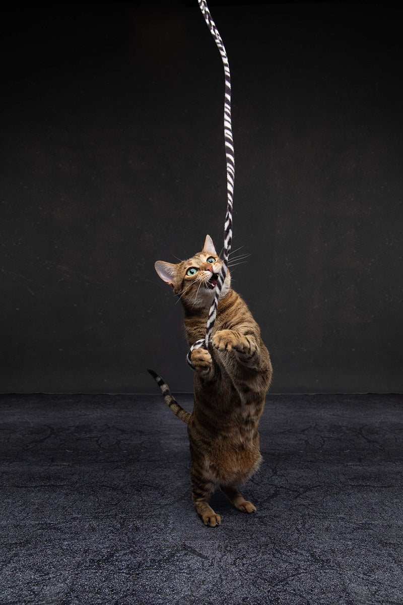 [Australia] - CAT DANCER Jungle Cat Wand 2 Pack, Multi Color (305) 
