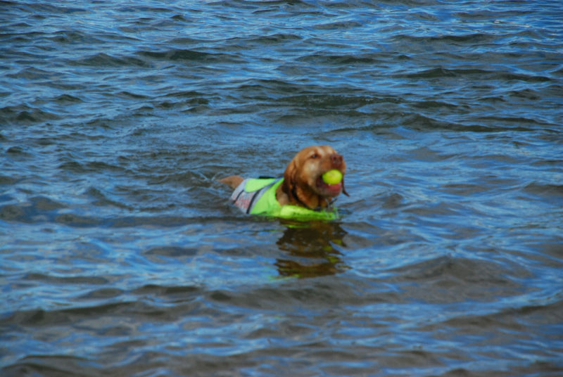 [Australia] - Petego Salty Dog Pet Life Vest XX-Small Orange 