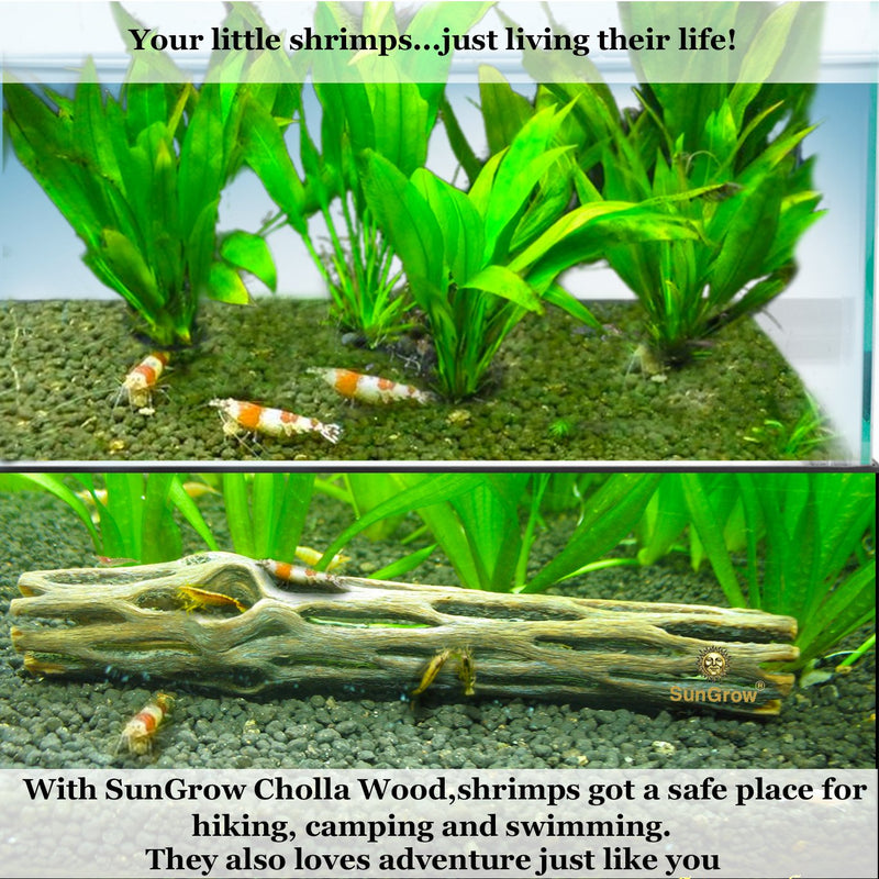 [Australia] - SunGrow Cholla Wood for Shrimp, 6 Inches Long, Dried Husk of Cholla Cactus, Excellent Food Source, Aquarium or Home Decor, for Dwarf Shrimp, Hermit Crabs, Pleco, 3 Pack 
