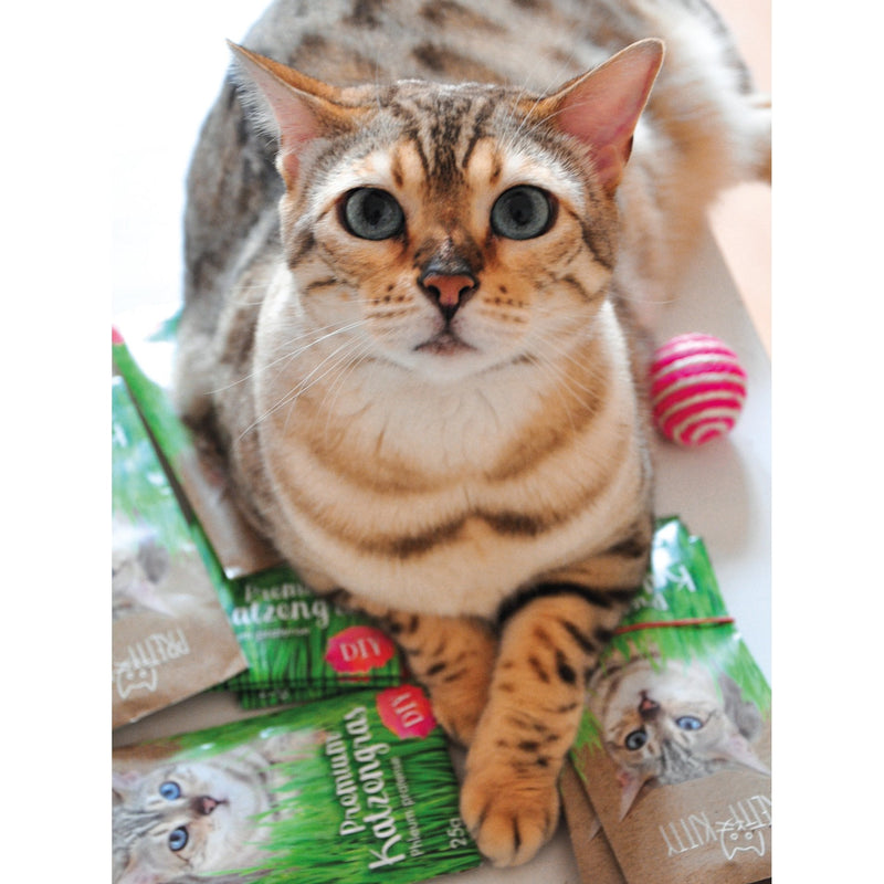 PRETTY KITTY Premium cat grass seed mix: 5 bags of 25g cat grass seeds for 50 pots of finished cat grass - a green cat meadow - natural cat treats - plant seeds - grass seeds 25 g (pack of 5) - PawsPlanet Australia
