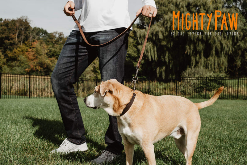 Mighty Paw Leather Training Collar, Martingale Collar, Stainless Steel Chain - Premium Quality Limited Chain Cinch Collar. Small Brown - PawsPlanet Australia