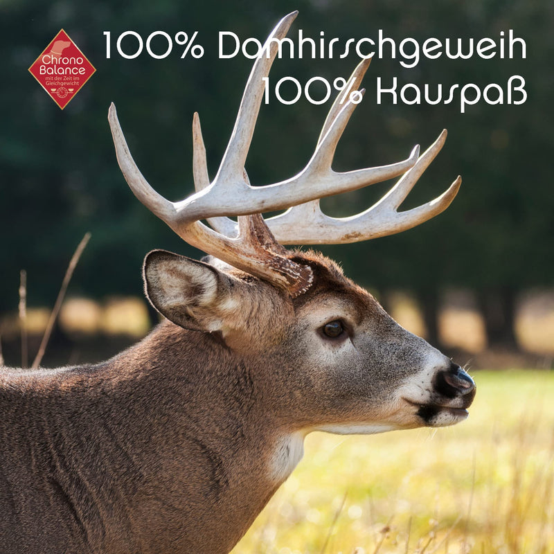 ChronoBalance® Chewing Antlers Fallow Deer for Dogs: M Chew Toy 100% Antler Drop Bar: Chew Bar Dog Toy for Dental Care, Natural Chew Snack, Minerals & Nutrients M (Pack of 1) - PawsPlanet Australia