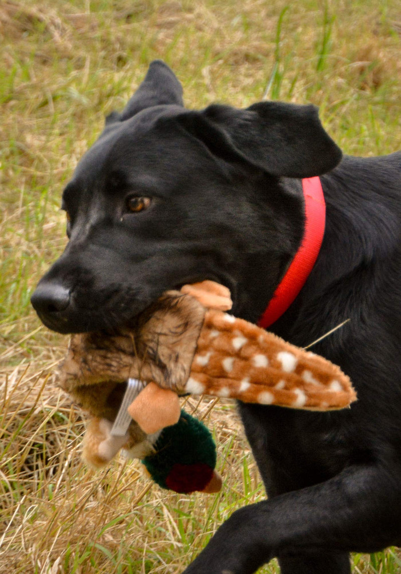 Petface Luxury Multi Squeak Pheasant Dog Toy - PawsPlanet Australia