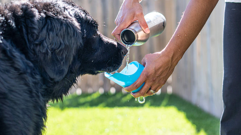 [Australia] - Hudson & Friends Pet Supply Co. Set of Two Large 24oz Stainless Steel Water Bottles with Drinking Lid for Dog, 700ml Capacity 