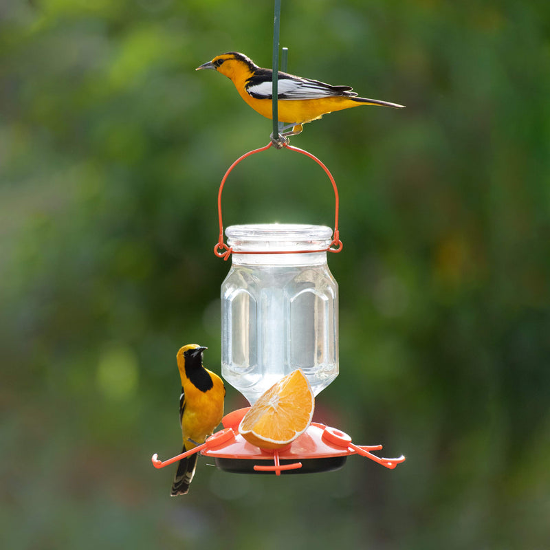 Perky-Pet 9113-2 Top-Fill Glass Oriole Feeder – 22 Oz - PawsPlanet Australia