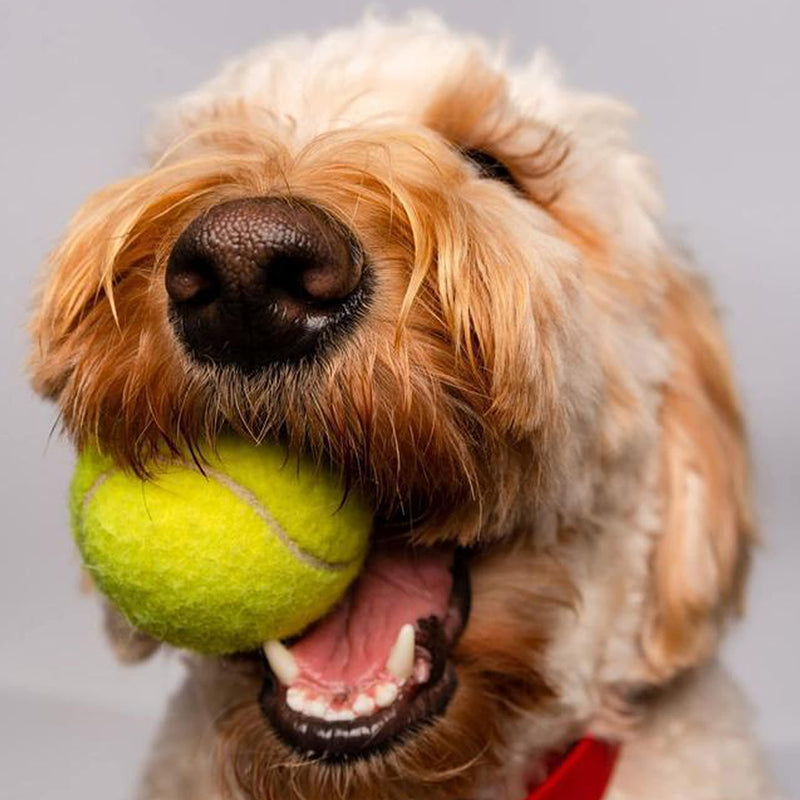 HPWFHPLF Tennis Balls, 4 Pack Advanced Practice Tennis Balls for Beginner, Training Playing Tennis Balls Green - PawsPlanet Australia