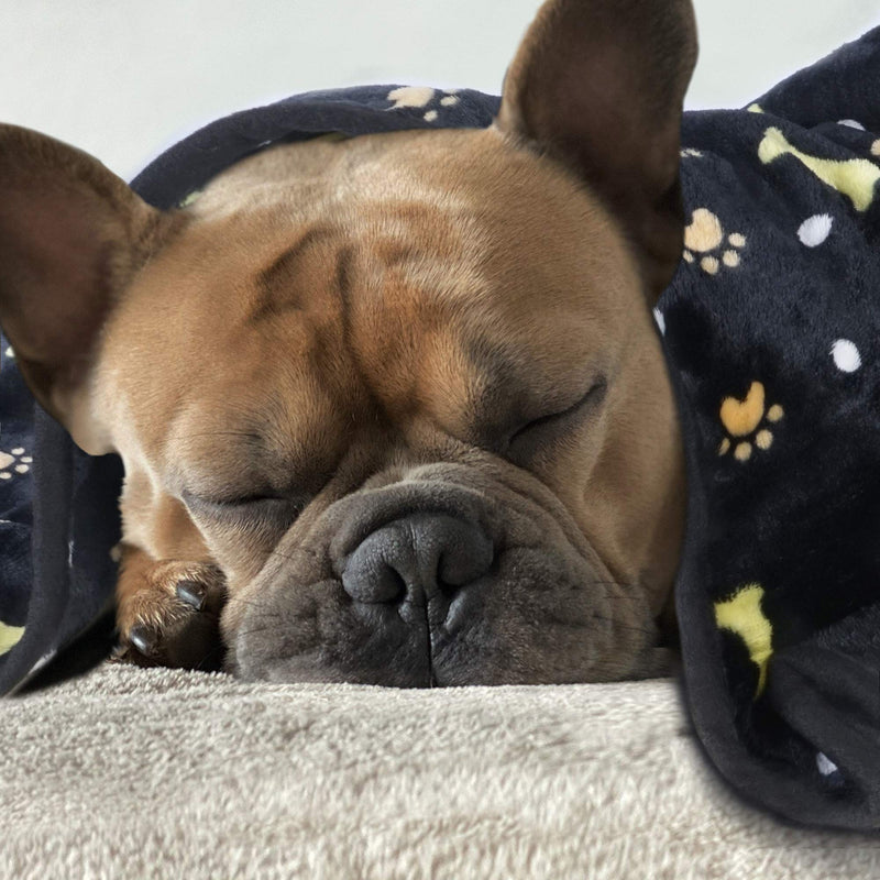 softan Dog Blanket, Fluffy Pet Blanket for Small Medium Large Dog, Washable Puppy Blanket, Soft and Warm Flannel Fleece Cat Blanket, 23"×31", Black 31"x23" Black Dog - PawsPlanet Australia