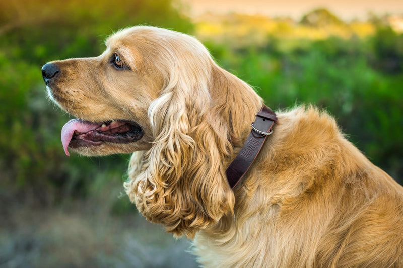 [Australia] - Mighty Paw Leather Dog Collar, Super Soft Distressed Leather- Premium Quality, Modern Stylish Look Large: 14.5 - 18 inches Brown 