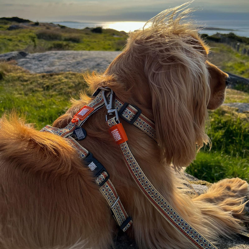 Max & Molly Ultra-comfortable padded neoprene dog harness, secure, adjustable and easy to control. Small - PawsPlanet Australia