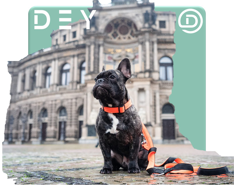 DEY - Premium dog leash air mesh, 2 m, 3-way adjustable, for small, medium and large dogs, many colors, double leash dog cat puppy, towing leash, lead leash, puppy leash, red, S [S/M] - 2.0 x 200cm - PawsPlanet Australia