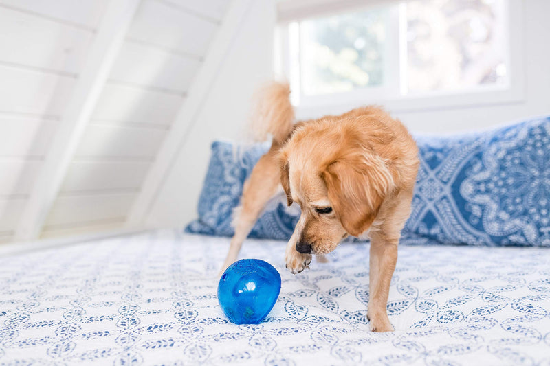 [Australia] - Planet Dog Orbee-Tuff Snoop SM Royal Blue 