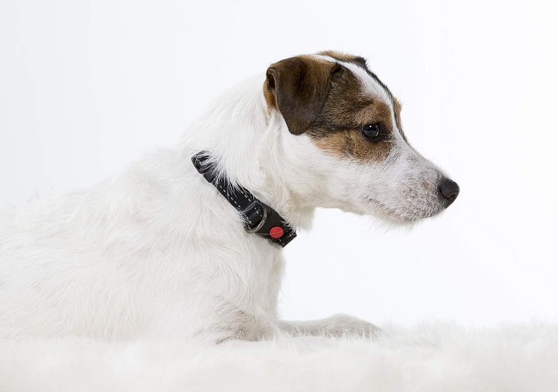 [Australia] - enthun Adjustable Dog Collar, Classic Solid Color, 3M Reflective Strip and Safety Lock Buckle S Lime 