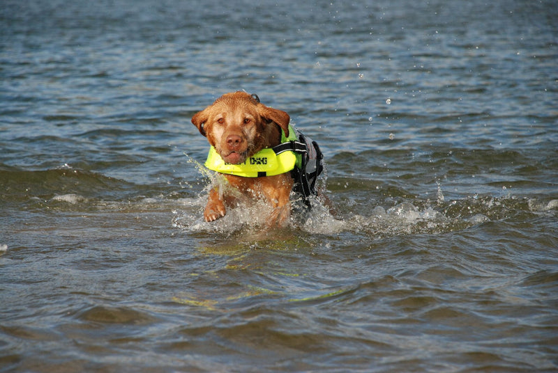 [Australia] - Petego Salty Dog Pet Life Vest XX-Small Orange 