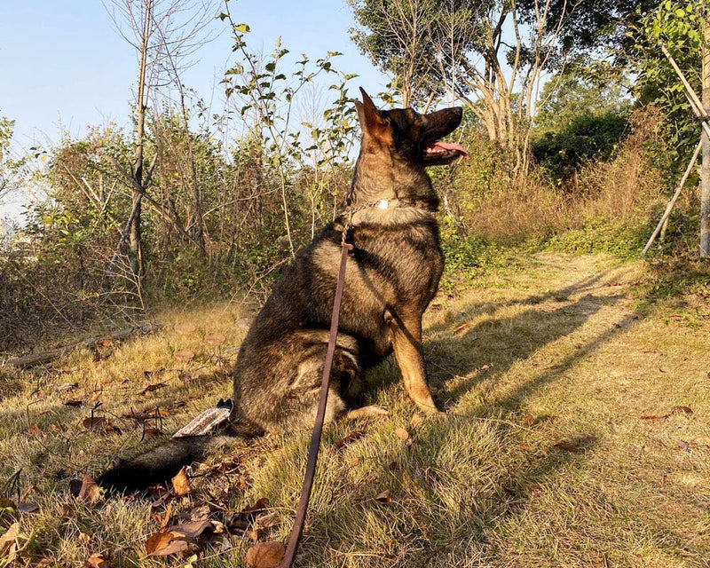 AWE WOLF Durable Genuine Leather Dog Leash - 5FT Braided Dog Training Leash, Dog Leash Middle Slip Rope for Small to Large Dogs - PawsPlanet Australia