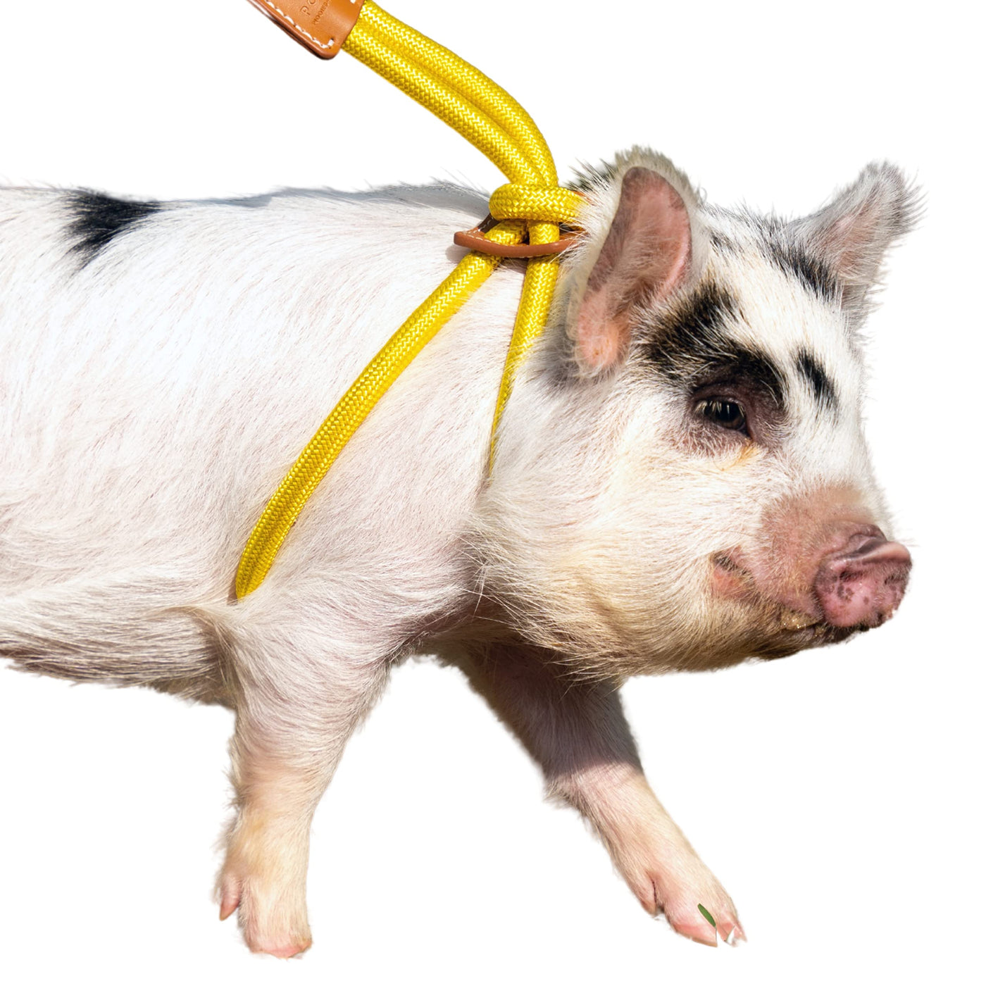 Mini Pig Harness Leash Large Eggshell Blue Fully Adjustable Infinity Style Lead Step in Harness Potbelly Pig Supplies All in One Pig Leash Ideal for Small Medium Large Pet Pigs PawsPlanet