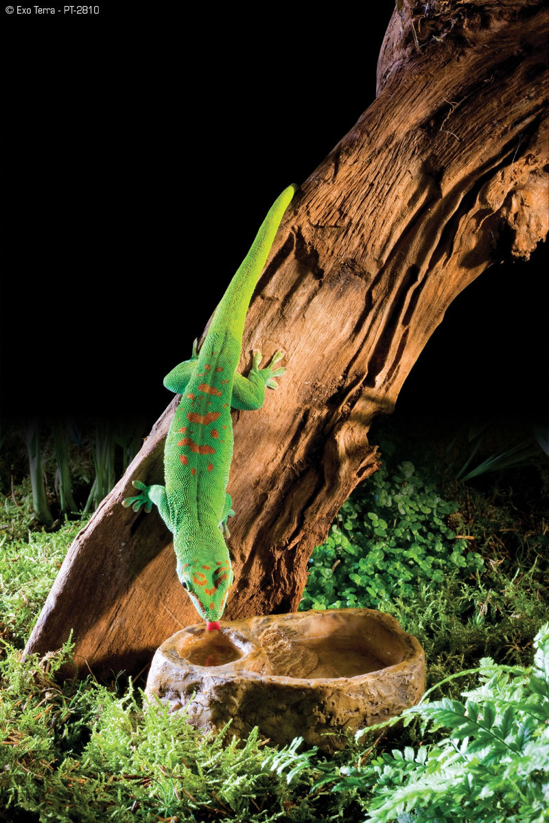 Exo Terra Gecko Dish - PawsPlanet Australia