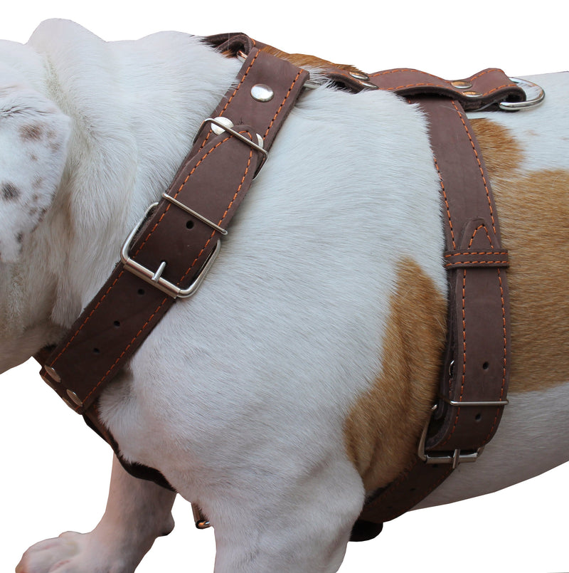 [Australia] - Brown Genuine Leather Dog Harness, Large to XLarge. 33"-37" Chest, 1.5" Wide Straps, Amstaff. 