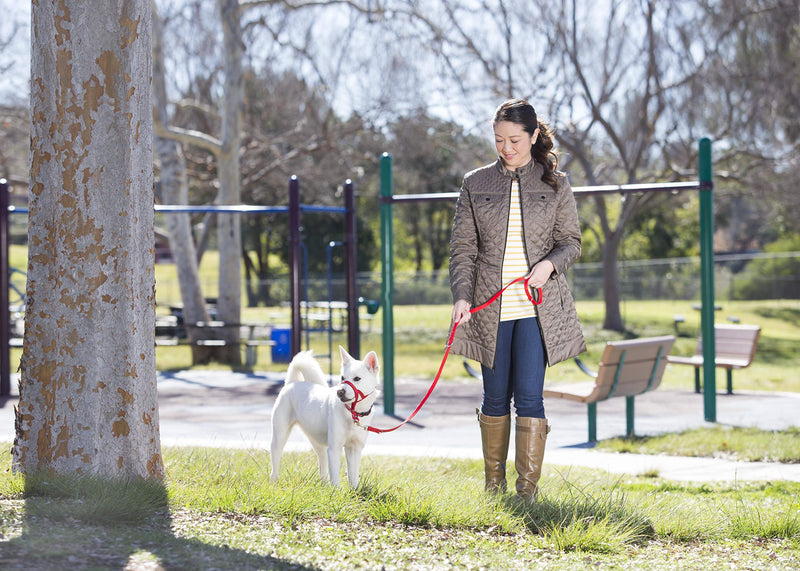 Halti Training Lead for Dogs Small Red - PawsPlanet Australia