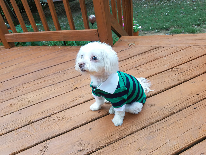 Candies Closet Striped Polo Shirt for Small and Large Dogs XX-Large Green - PawsPlanet Australia