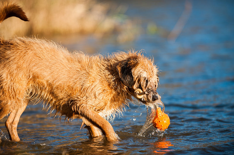 [Australia] - MAJORDOG Swimming Eddy Toy, 8", Orange 