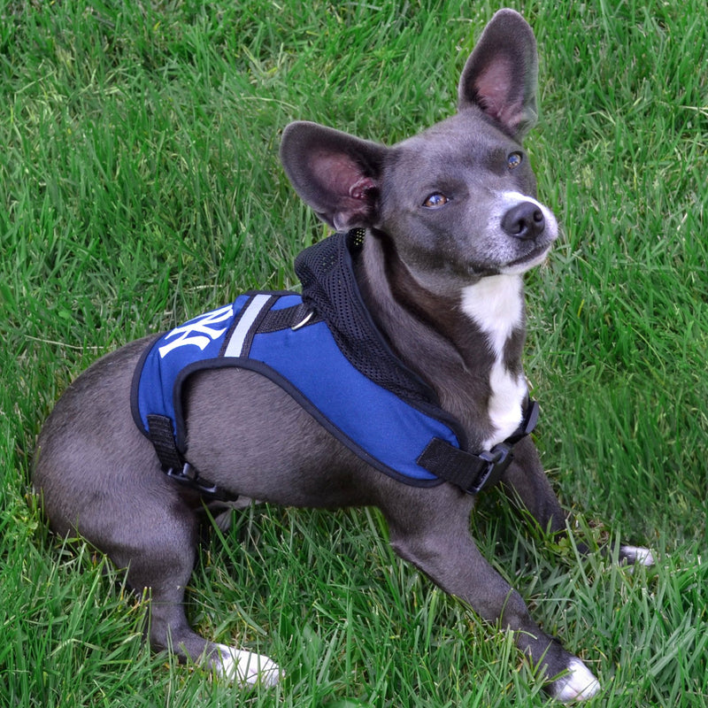 [Australia] - Pets First University of Kansas Harness Small 