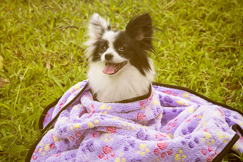 [Australia] - iNNEXT 2 Pack Puppy Blanket for Pet Cushion Small Dog Cat Bed Soft Warm Sleep Mat, Pet Dog Cat Puppy Kitten Soft Blanket Doggy Warm Bed Mat Paw Print Brown/Lavender 