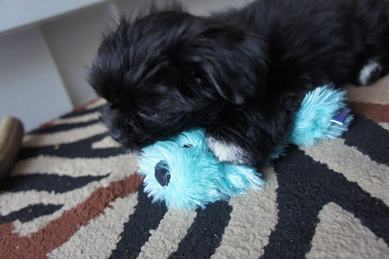 PUPPY TOY GOOD BOY RAGGY PUPPY BLUE SQUEAKY UNSTUFFED PUPPY TOY - PawsPlanet Australia