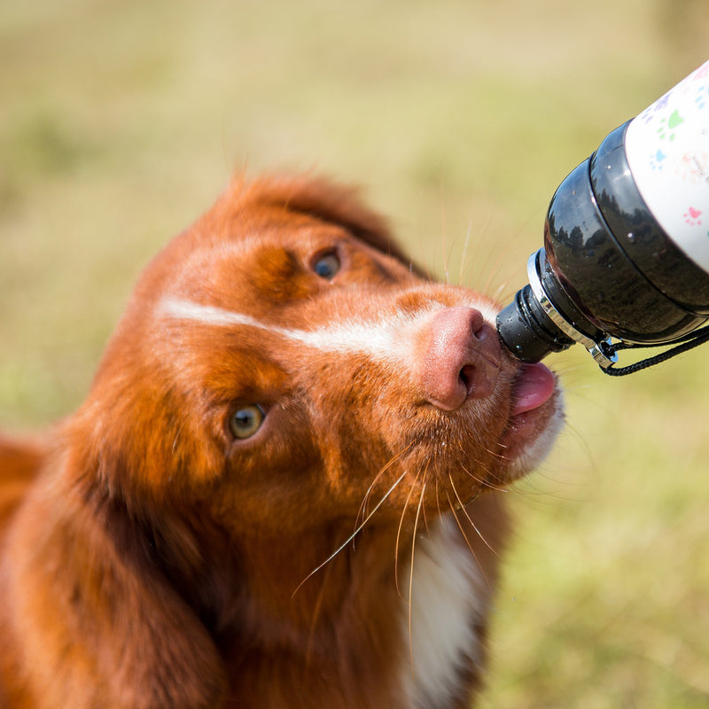 Long Paws Pet Water Bottle, 750 ml, Large, Lick 'n Flow Dog Bottle - PawsPlanet Australia