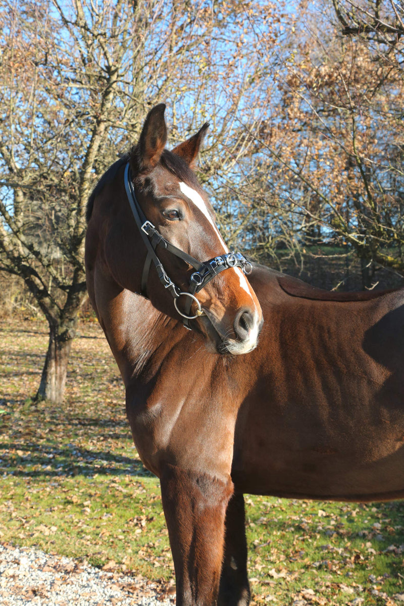 Kerbl Leather Exklusiv, VB, incl. Black Mouth Strap Cavesson Warmblood - PawsPlanet Australia