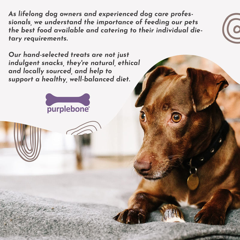 Purplebone Split Antler Dog Chew, Medium Size, Dog Bone Treats for Regular or Small Breeds | 100% Natural & Longer Lasting Sticks | Grain & Gluten Free | Low in Fat & No Artificial Preservatives 1 Count (Pack of 1) - PawsPlanet Australia