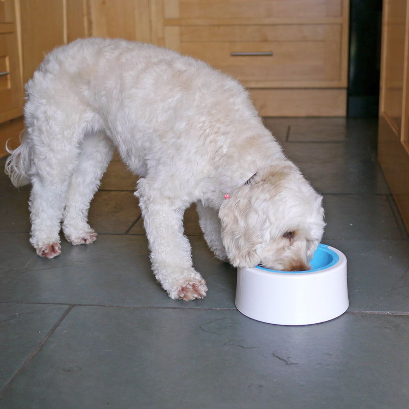 Mix 'n' Match Fellipet Kaleido Supreme Dog Bowl, Medium Aqua - PawsPlanet Australia