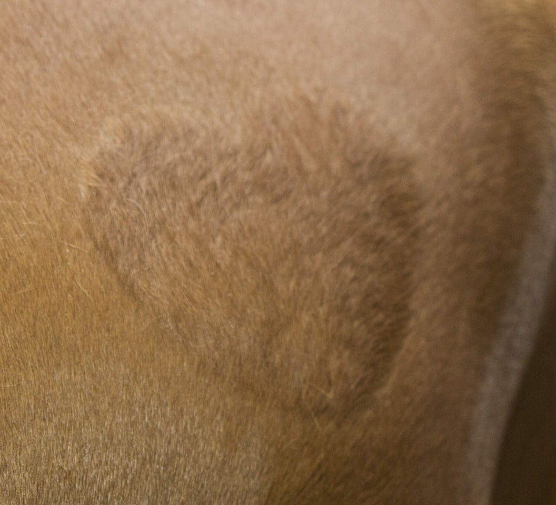 Kerbl 321900 Shearing Stencil for Horses Set of 3 - PawsPlanet Australia