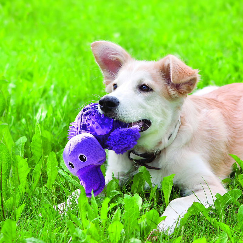 KONG Shells Turtle Dog Toy, Large - PawsPlanet Australia