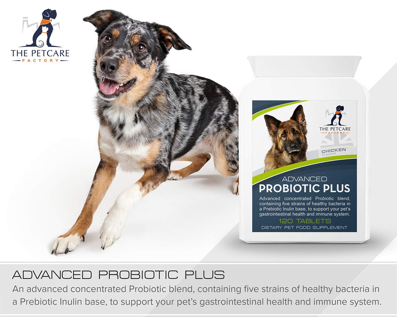 Advanced Probiotic Plus, 5 Strains of Bacteria in a Prebiotic Inulin Base, 2 Billion CFUs Per Tablet, Plus Digestive Enzymes, 120 Tablets, Boosts Canine Immunity and Digestive Health, UK Manufactured - PawsPlanet Australia