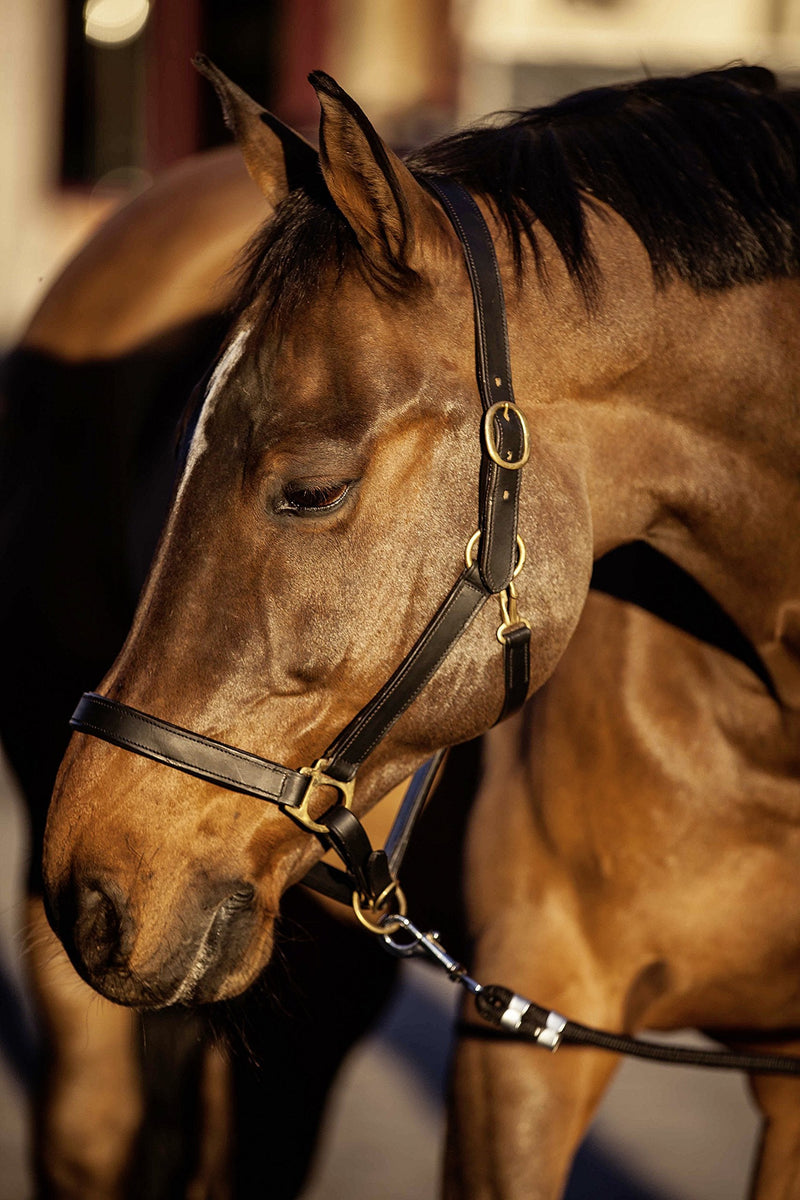 Kerbl Eco Leather Foal Halter GrÃsse 00: Fohlen Brown - PawsPlanet Australia