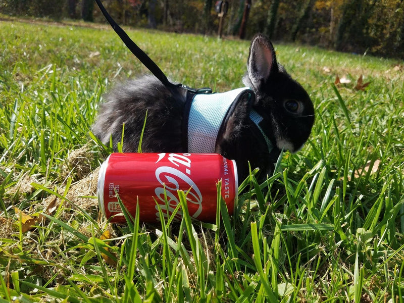 MEWTOGO 2 pcs Adjustable and Breathable Bunny Harness with M and L Size Blue 2 pack - PawsPlanet Australia