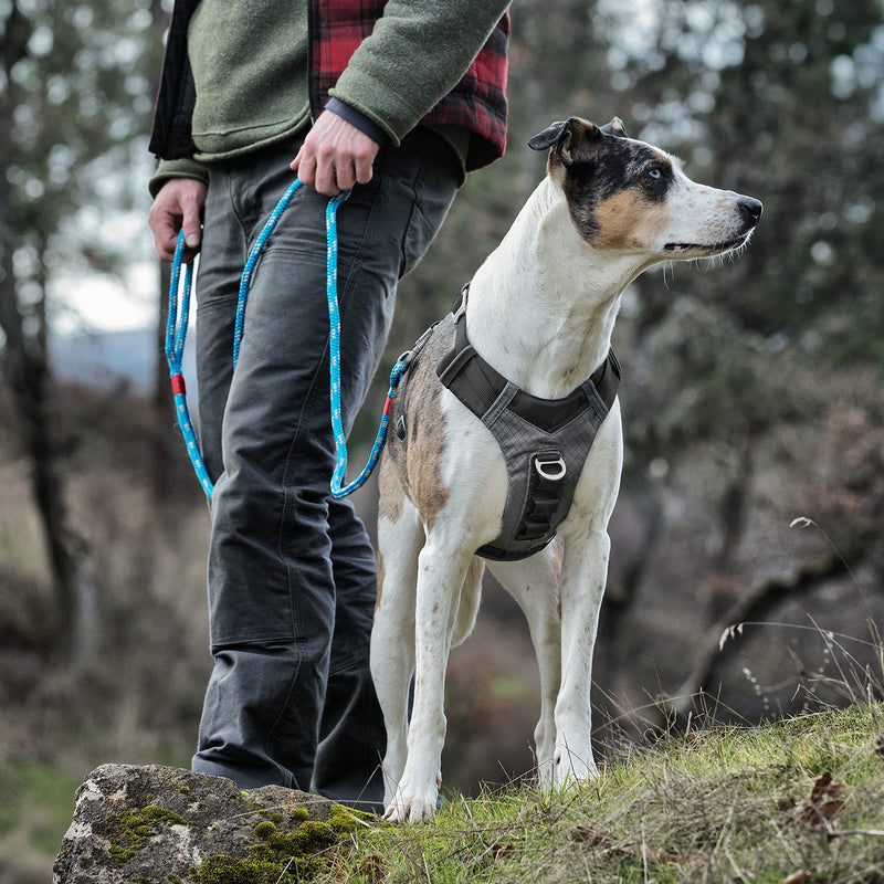 Kurgo Dog Harness for Small, Medium, Large Dogs, Reflective Harness for Running, Walking and Hiking, Journey Air Style Black - PawsPlanet Australia