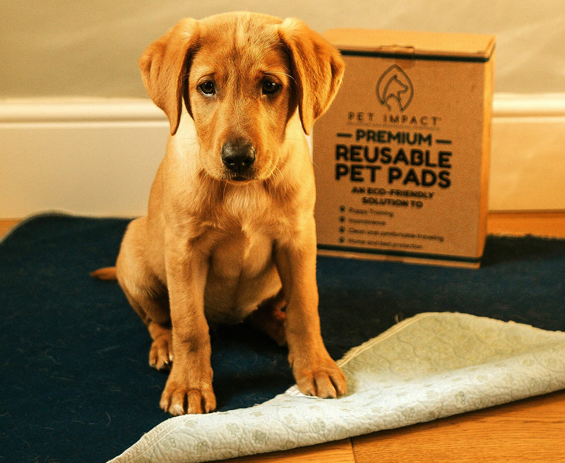 PET IMPACT Reusable Dog Pee Mats, XL Premium Washable Puppy Training Pads, Dog Incontinence Pads, 2-Pad Box EXTRA LARGE (Midnight Blue, 35"x32") Midnight Blue - PawsPlanet Australia