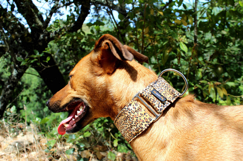 candyPet Martingale Dog Collar - Leopard Model - Multicolor - M - PawsPlanet Australia