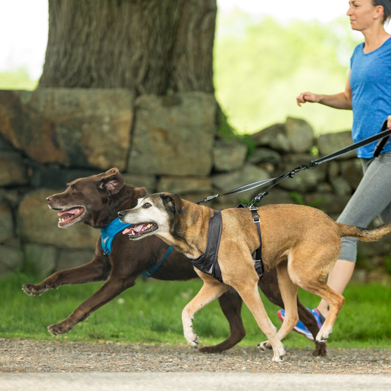 [Australia] - Kurgo Running Harness for Dogs | Everyday Dog Hiking Harness | Reflective Pet Walking Harness | Includes Dog Seatbelt Tether for Restraint | Control Handle | Go-Tech Harness | Small Medium Large Pets Black 