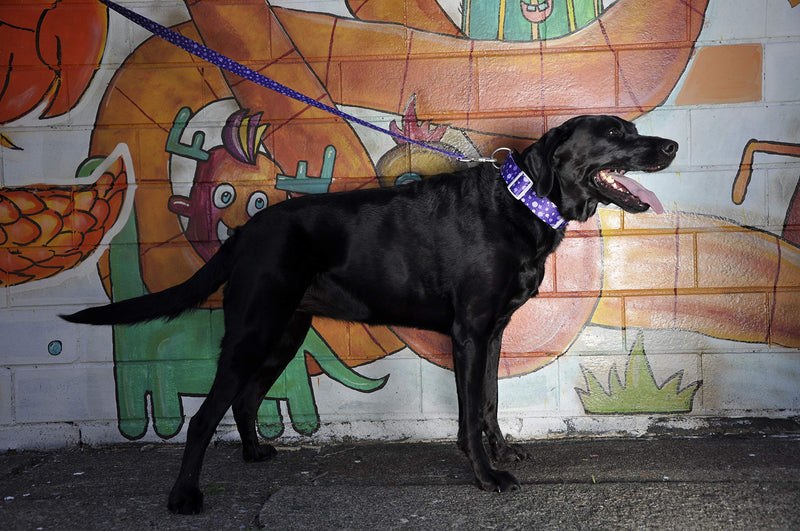 [Australia] - Sublime Dog Leash, Purple Orange Cubes Pattern, 1" x 6' 