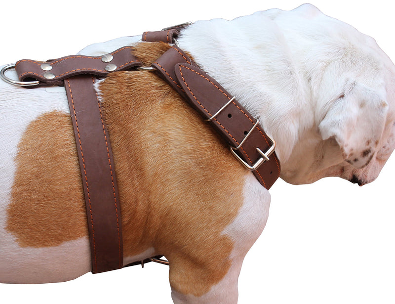 [Australia] - Brown Genuine Leather Dog Harness, Large to XLarge. 33"-37" Chest, 1.5" Wide Straps, Amstaff. 
