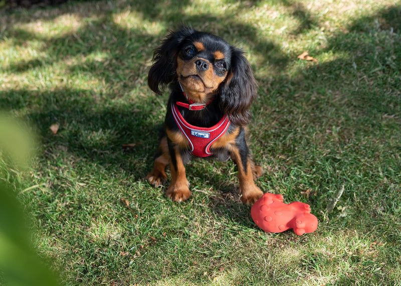 Ancol Viva Lightweight Buckle Collar Red, Collar Size 4 to fit 35-43cm, Weather Proof - PawsPlanet Australia