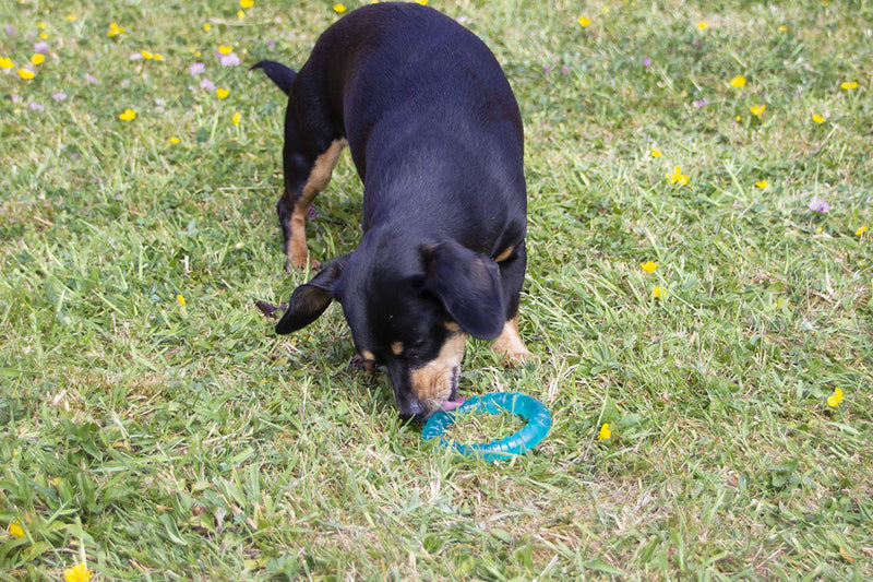 Rosewood BIOSAFE PUPPY RING BLUE - PawsPlanet Australia